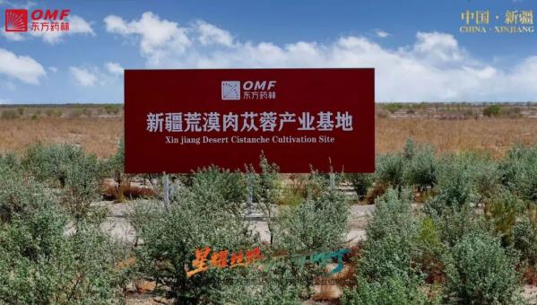 爱心满丝路 情定麦盖提——东方药林启幕守护边疆公益植树工程 绘就边疆公益新蓝图