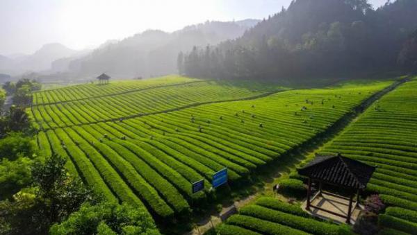 理想华莱以科研驱动夯实安化黑茶品质根基