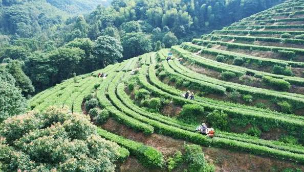 盛夏茶山绿意浓 理想华莱夏茶采收正式启幕