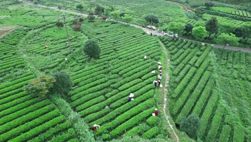 理想华莱抢抓制茶黄金期 释放夏茶独特价值