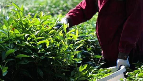 理想华莱以全链条质量管控护航2026秋茶生产